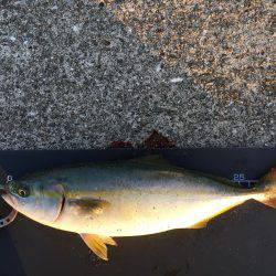 青物とヘチ釣り